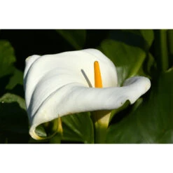 Witte Aronskelk - Zantedeschia 'Aethiopica' - Vijverplant ⌀9 Cm -VIDAXL || Prosperplast || Decoris Winkel 1000010601 0102