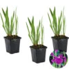 3x Iris 'Kaempferi' – Japanse Iris – ⌀9 Cm - ↕20-30 Cm 1 3x Iris 'Kaempferi' – Japanse Iris – ⌀9 Cm - ↕20-30 Cm -VIDAXL || Prosperplast || Decoris Winkel 1000010602