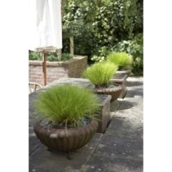 2x Naaldgras - Vijverplant - Zuurstofplant ⌀11 Cm - ↕15 Cm -VIDAXL || Prosperplast || Decoris Winkel 1000010605 0102