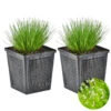 2x Naaldgras - Vijverplant - Zuurstofplant ⌀11 Cm - ↕15 Cm -VIDAXL || Prosperplast || Decoris Winkel 1000010605