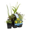 6x Inheemse Vijverplanten Mix – Zone 2 & 3 – ⌀9 Cm - ↕15-25 Cm -VIDAXL || Prosperplast || Decoris Winkel 1000011913