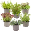 Vaste Planten Mix 6x - Buitenplant - Potmaat14 Cm - Hoogte 10-15 Cm