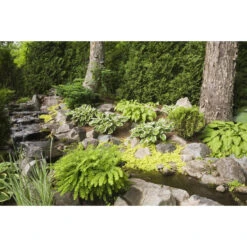 Penningkruid 6x - Vijverplant - Potmaat 9 Cm - Hoogte 10-20 Cm -VIDAXL || Prosperplast || Decoris Winkel 1000011919 0101