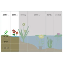 Penningkruid 6x - Vijverplant - Potmaat 9 Cm - Hoogte 10-20 Cm -VIDAXL || Prosperplast || Decoris Winkel 1000011919 0102