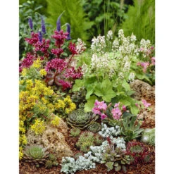 Sempervivum Rotsplanten Mix 6x - Buitenplant Pot 7 Cm - Hoogte 8-12cm -VIDAXL || Prosperplast || Decoris Winkel 1000011921 0102