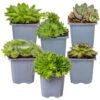 Sempervivum Rotsplanten Mix 6x - Buitenplant Pot 7 Cm - Hoogte 8-12cm -VIDAXL || Prosperplast || Decoris Winkel 1000011921