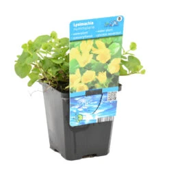 Penningkruid - Vijverplant - Potmaat 9 Cm - Hoogte 10-20 Cm