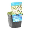 Anagallis Tenella - Vijverplant - Potmaat 11 Cm - Hoogte 11-22 Cm -VIDAXL || Prosperplast || Decoris Winkel 1000011926