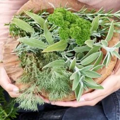 6x Biologische Tuinkruiden Mix - Tuinplanten Mix – ⌀9 Cm - ↕10-15 Cm -VIDAXL || Prosperplast || Decoris Winkel 1000011931 0105