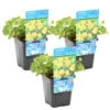 Penningkruid 3x - Vijverplant - Potmaat 9 Cm - Hoogte 10-20 Cm -VIDAXL || Prosperplast || Decoris Winkel 1000011932