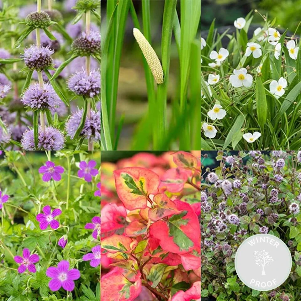 6x Geurende Vijverplanten Mix – Zone 2 & 3 – ⌀9 Cm - ↕15-25 Cm 4 6x Geurende Vijverplanten Mix – Zone 2 & 3 – ⌀9 Cm - ↕15-25 Cm - Afbeelding 2