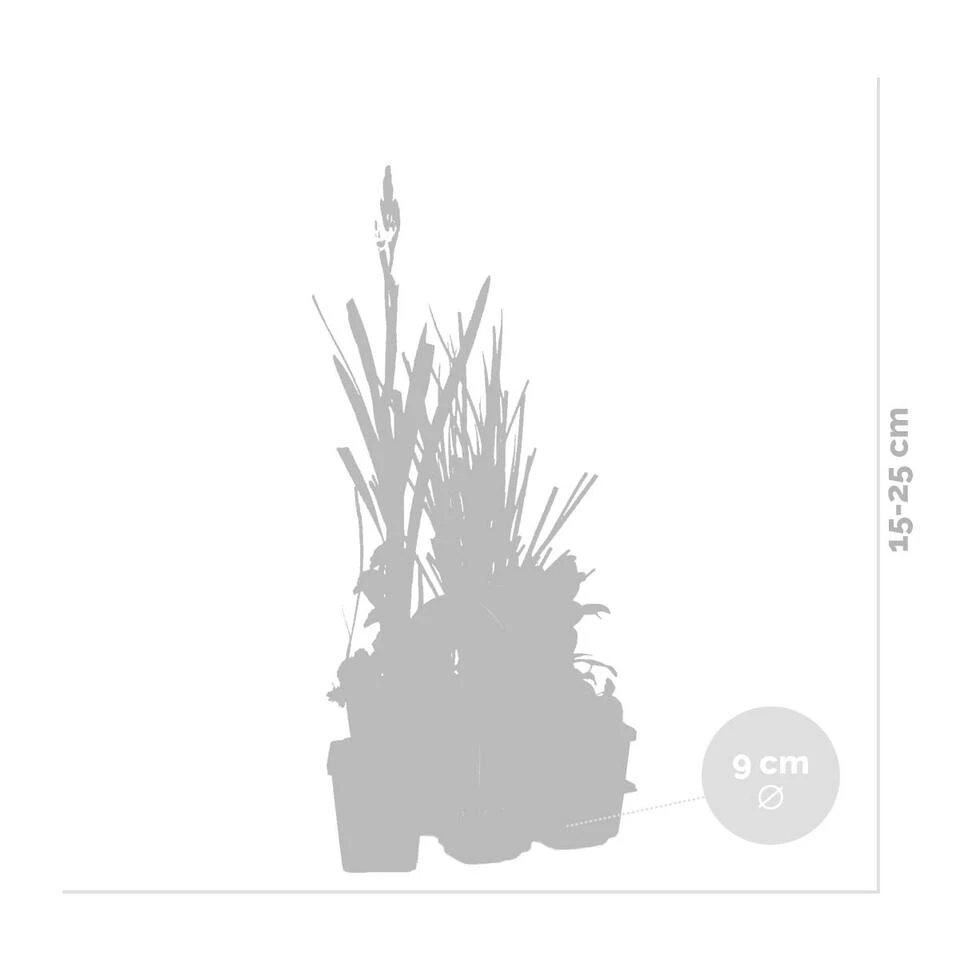 6x Geurende Vijverplanten Mix – Zone 2 & 3 – ⌀9 Cm - ↕15-25 Cm 5 6x Geurende Vijverplanten Mix – Zone 2 & 3 – ⌀9 Cm - ↕15-25 Cm - Afbeelding 3