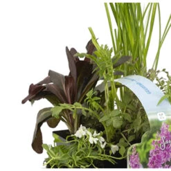 6x Geurende Vijverplanten Mix – Zone 2 & 3 – ⌀9 Cm - ↕15-25 Cm 9 6x Geurende Vijverplanten Mix – Zone 2 & 3 – ⌀9 Cm - ↕15-25 Cm -VIDAXL || Prosperplast || Decoris Winkel 1000011935 0103