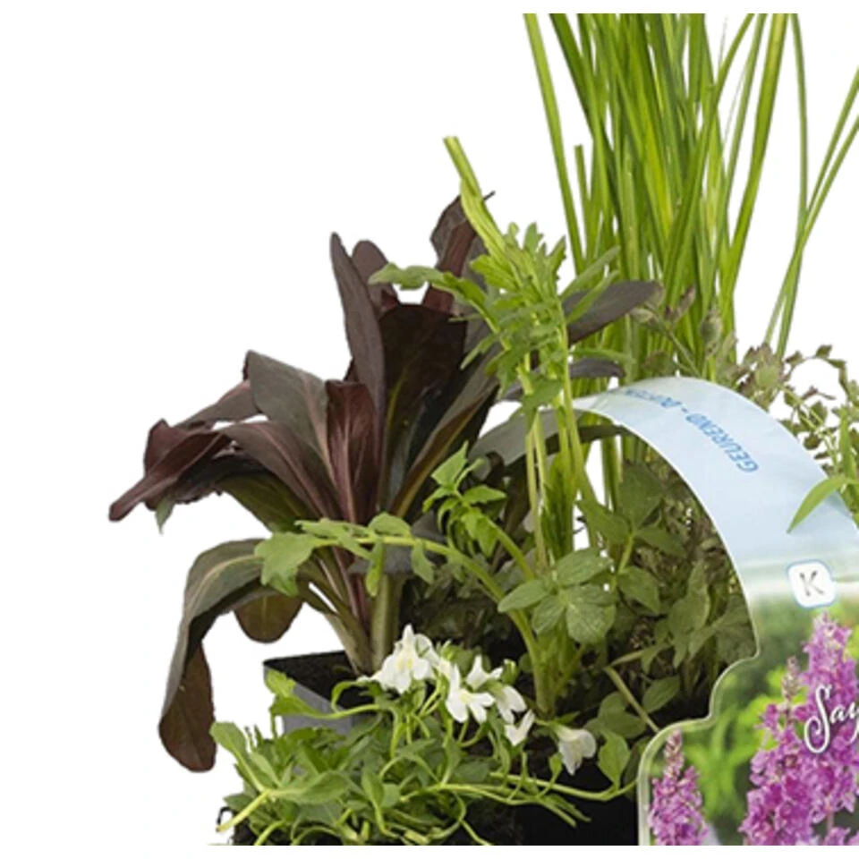 6x Geurende Vijverplanten Mix – Zone 2 & 3 – ⌀9 Cm - ↕15-25 Cm 6 6x Geurende Vijverplanten Mix – Zone 2 & 3 – ⌀9 Cm - ↕15-25 Cm - Afbeelding 4