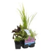 6x Geurende Vijverplanten Mix – Zone 2 & 3 – ⌀9 Cm - ↕15-25 Cm 1 6x Geurende Vijverplanten Mix – Zone 2 & 3 – ⌀9 Cm - ↕15-25 Cm -VIDAXL || Prosperplast || Decoris Winkel 1000011935
