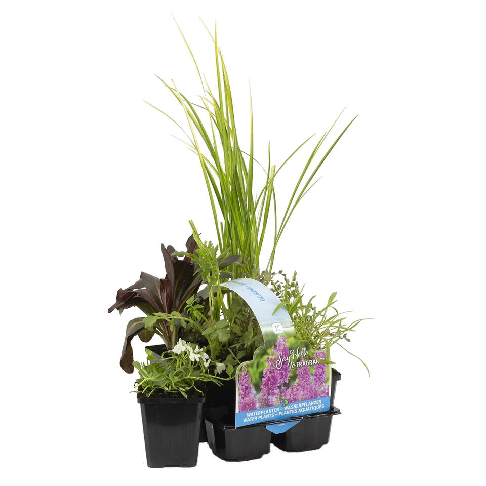 6x Geurende Vijverplanten Mix – Zone 2 & 3 – ⌀9 Cm - ↕15-25 Cm 3 6x Geurende Vijverplanten Mix – Zone 2 & 3 – ⌀9 Cm - ↕15-25 Cm