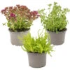 Vaste Planten Mix 3x - Buitenplant - Potmaat14 Cm - Hoogte 10-15 Cm -VIDAXL || Prosperplast || Decoris Winkel 1000011936