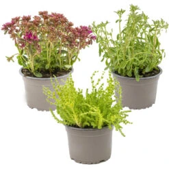 Vaste Planten Mix 3x - Buitenplant - Potmaat14 Cm - Hoogte 10-15 Cm