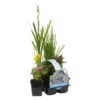 6x Bloeiende Vijverplanten Mix – Zone 2 & 3 – ⌀9 Cm - ↕05-20 Cm -VIDAXL || Prosperplast || Decoris Winkel 1000013958