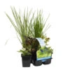 6x Insecten Vriendelijke Vijverplanten Mix – Zone 2 & 3-⌀9cm -↕15-25cm -VIDAXL || Prosperplast || Decoris Winkel 1000013964