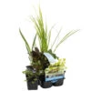 6x Zuiverende Vijverplanten Mix – Zone 2 & 3 – ⌀9 Cm - ↕05-20 Cm
