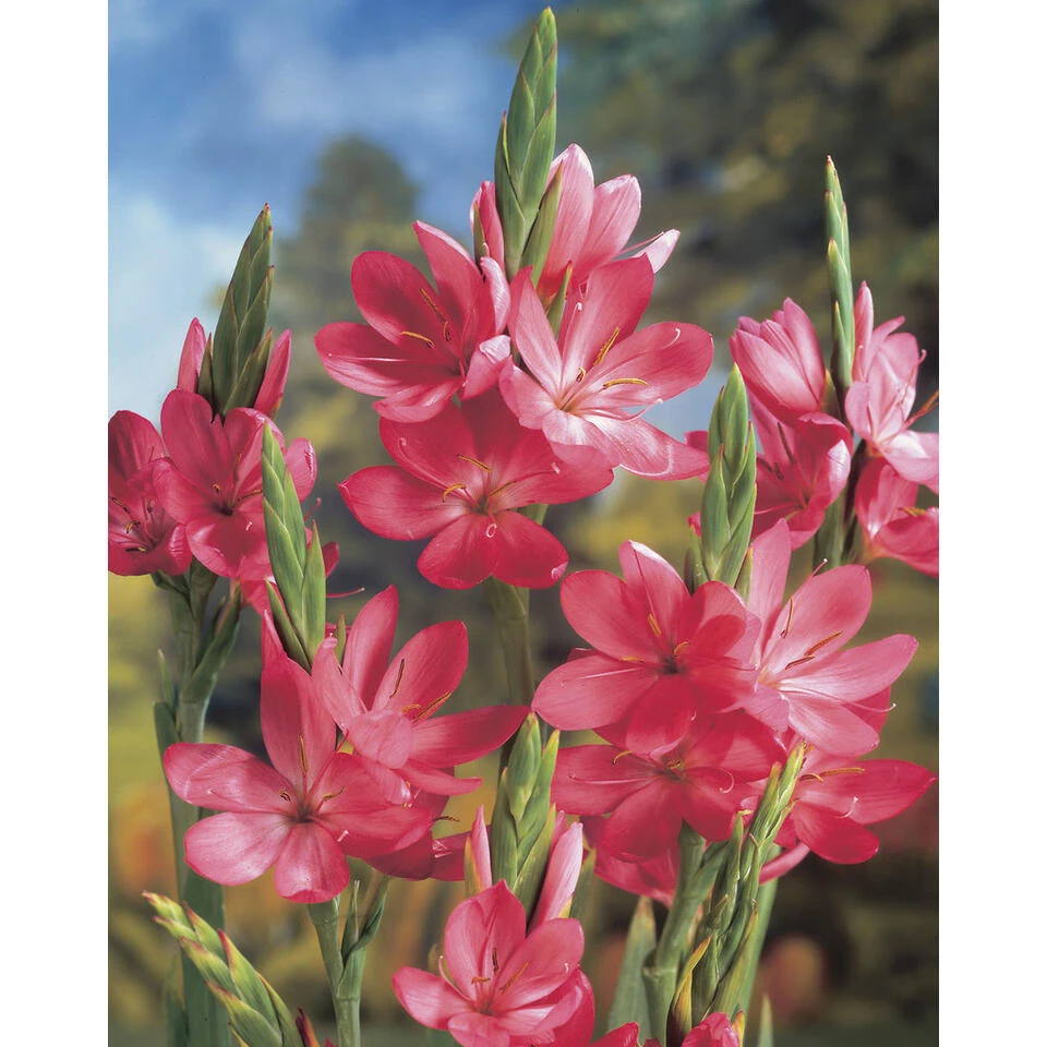 6x Schizostylis Mrs Hegarty Roze P9H10 3 6x Schizostylis Mrs Hegarty Roze P9H10 - Afbeelding 2