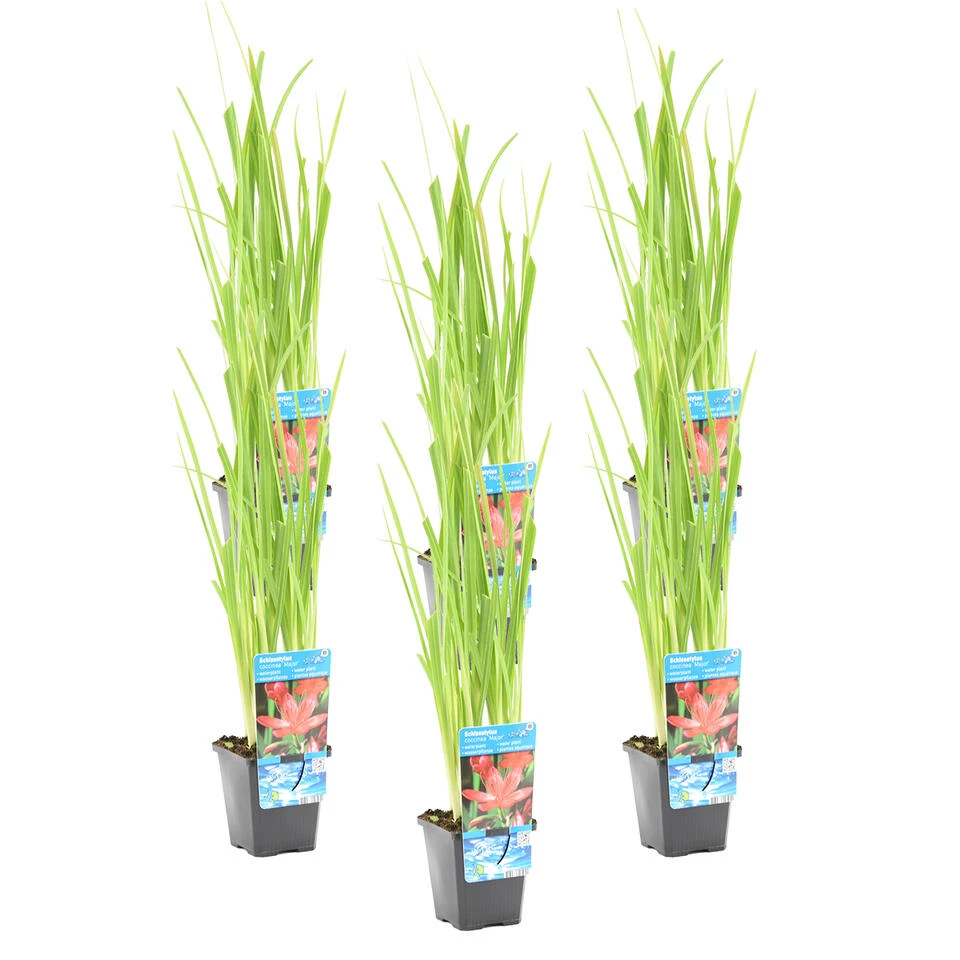 6x Schizostylis Mrs Hegarty Roze P9H10 2 6x Schizostylis Mrs Hegarty Roze P9H10