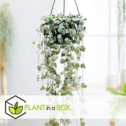 Ceropegia Woodii - Chinees Lantaarnplantje - Pot 14cm - Hoogte 10-20cm -VIDAXL || Prosperplast || Decoris Winkel 1000030986 0102