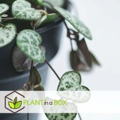 Ceropegia Woodii - Chinees Lantaarnplantje - Pot 14cm - Hoogte 10-20cm -VIDAXL || Prosperplast || Decoris Winkel 1000030986 0103