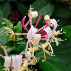 Lonicera Henryi – Kamperfoelie – Pot 15 CM - Hoogte 60-70 CM -VIDAXL || Prosperplast || Decoris Winkel 1000041491 0103