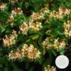 Lonicera Henryi – Kamperfoelie – Pot 15 CM - Hoogte 60-70 CM 2 Lonicera Henryi – Kamperfoelie – Pot 15 CM - Hoogte 60-70 CM -VIDAXL || Prosperplast || Decoris Winkel 1000041491