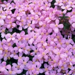 2x Clematis Montana Var. 'Rubens' – Bosrank - ⌀15 Cm - ↕60-70 Cm -VIDAXL || Prosperplast || Decoris Winkel 1000041493 0103