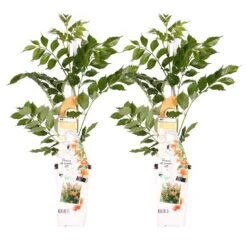 2x Campsis Oranje – Trompetklimmer – ⌀15 Cm – ↕60-70 Cm
