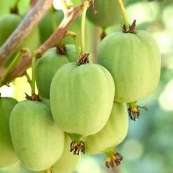 Actinidia Issai – Kiwiberry – Klimplant – Pot 19 CM - Hoogte 45-55 CM -VIDAXL || Prosperplast || Decoris Winkel 1000047313 0103