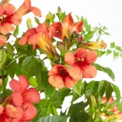 2x Campsis Fire Trumpet - Trompetbloem - Pot 15 CM - Hoogte 60-70 CM -VIDAXL || Prosperplast || Decoris Winkel 1000047317 0103