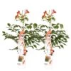 2x Campsis Fire Trumpet - Trompetbloem - Pot 15 CM - Hoogte 60-70 CM -VIDAXL || Prosperplast || Decoris Winkel 1000047317