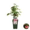 Rubus Suguna Red – Framboos – Pot 19 CM - Hoogte 45-55 CM -VIDAXL || Prosperplast || Decoris Winkel 1000047318