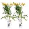 2x Campsis Gold Trumpet - Trompetbloem - ⌀ 15 Cm - ↕60-70 Cm -VIDAXL || Prosperplast || Decoris Winkel 1000047321
