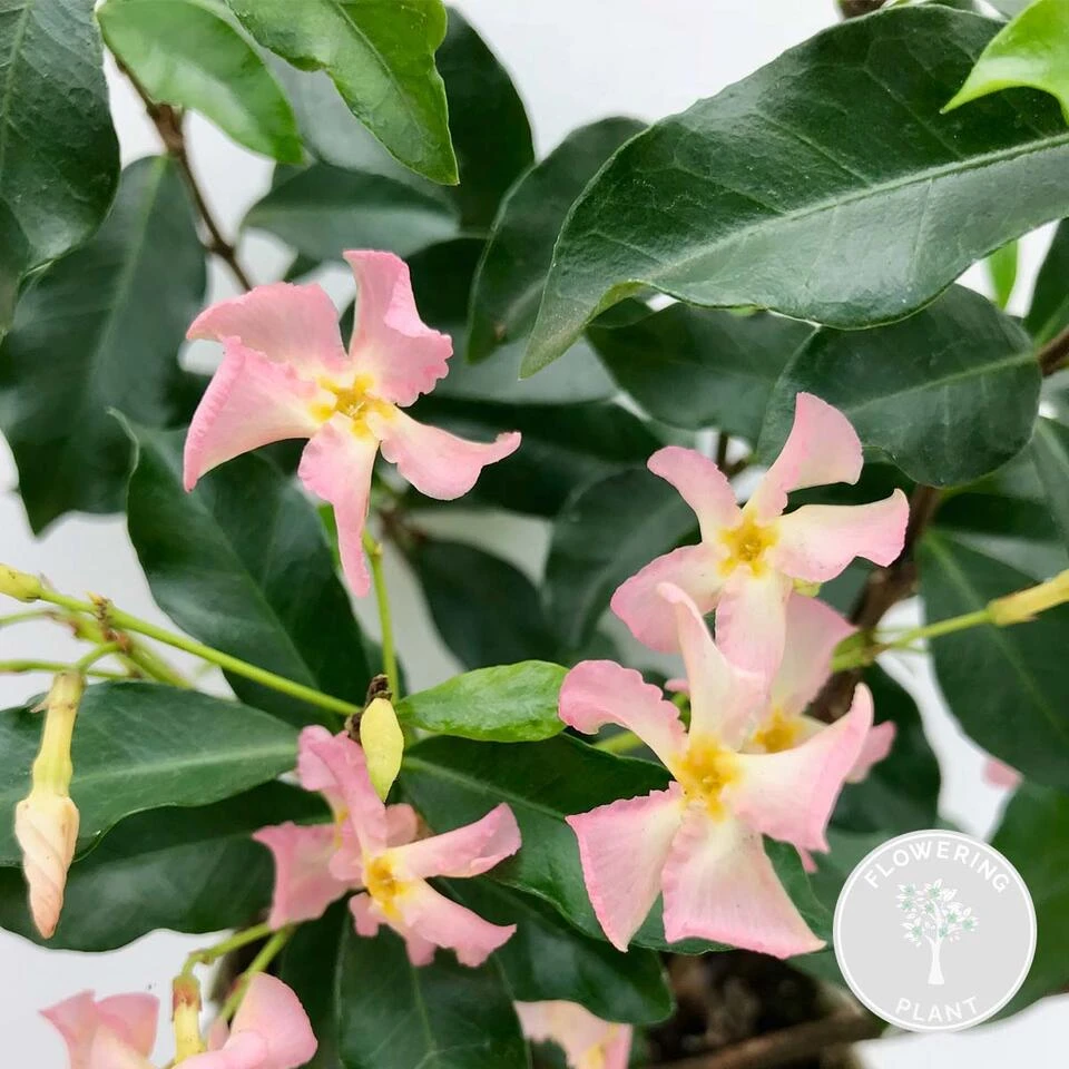 Roze Toscaanse Jasmijn Star Of Ibiza - Pot 15 CM - 60-70 CM 4 Roze Toscaanse Jasmijn Star Of Ibiza - Pot 15 CM - 60-70 CM - Afbeelding 2