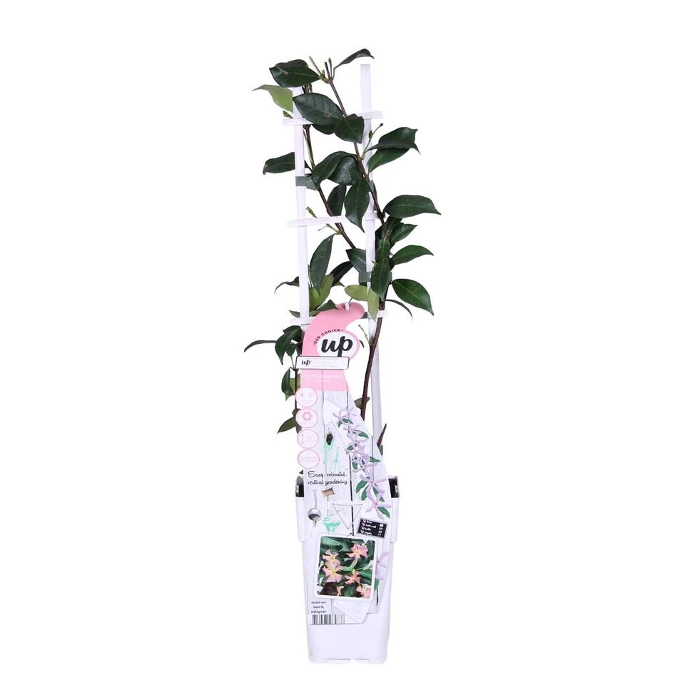 Roze Toscaanse Jasmijn Star Of Ibiza - Pot 15 CM - 60-70 CM 3 Roze Toscaanse Jasmijn Star Of Ibiza - Pot 15 CM - 60-70 CM