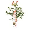 Campsis Fire Trumpet - Trompetbloem - ⌀ 15 Cm - ↕60-70 Cm -VIDAXL || Prosperplast || Decoris Winkel 1000047372