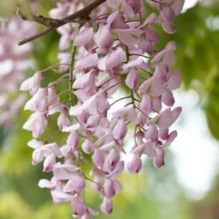 Wisteria Floribunda Rosea – Roze Regen – Pot 15 CM - Hoogte 60-70 CM -VIDAXL || Prosperplast || Decoris Winkel 1000047373 0103