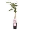 Wisteria Floribunda Rosea – Roze Regen – Pot 15 CM - Hoogte 60-70 CM -VIDAXL || Prosperplast || Decoris Winkel 1000047373