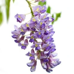 2x Wisteria Prolific – Blauwe Regen – Pot 15 CM - Hoogte 60-70 CM -VIDAXL || Prosperplast || Decoris Winkel 1000047377 0103