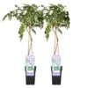 2x Wisteria Prolific – Blauwe Regen – Pot 15 CM - Hoogte 60-70 CM -VIDAXL || Prosperplast || Decoris Winkel 1000047377