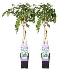2x Wisteria Prolific – Blauwe Regen – Pot 15 CM - Hoogte 60-70 CM