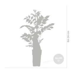 2x Wisteria Alba – Blauwe Regen - Wit – ⌀15 Cm – ↕60-70 Cm -VIDAXL || Prosperplast || Decoris Winkel 1000047382 0102