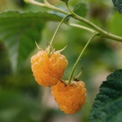 VIDAXL || Prosperplast || Decoris Winkel -VIDAXL || Prosperplast || Decoris Winkel 1000047385 0101