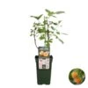 Rubus Suguna Yellow – Framboos – Pot 19 CM - Hoogte 45-55 CM -VIDAXL || Prosperplast || Decoris Winkel 1000047385