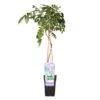 Wisteria Prolific – Blauwe Regen – Pot 15 CM - Hoogte 60-70 CM -VIDAXL || Prosperplast || Decoris Winkel 1000047386